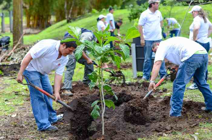 Tree planting campaign afr100 forests science critique