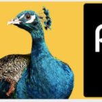 Peacock premium plus prices up raise