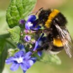 Climate change bumble bees extinction