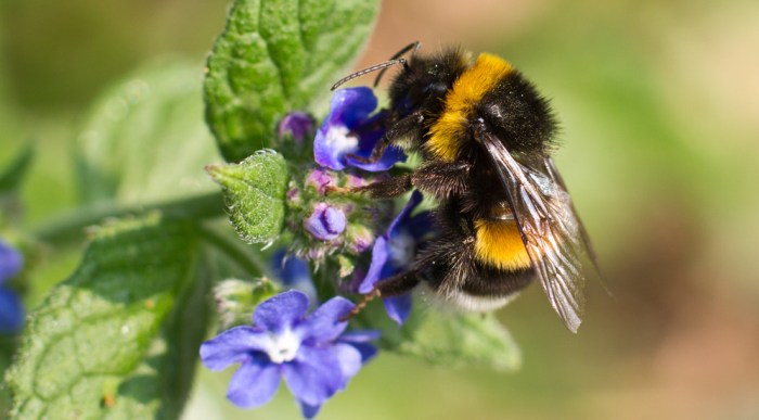 Climate change bumble bees extinction