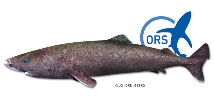Greenland longest vertebrate bbc unsupported playback Greenland shark longest living vertebrates mammals science