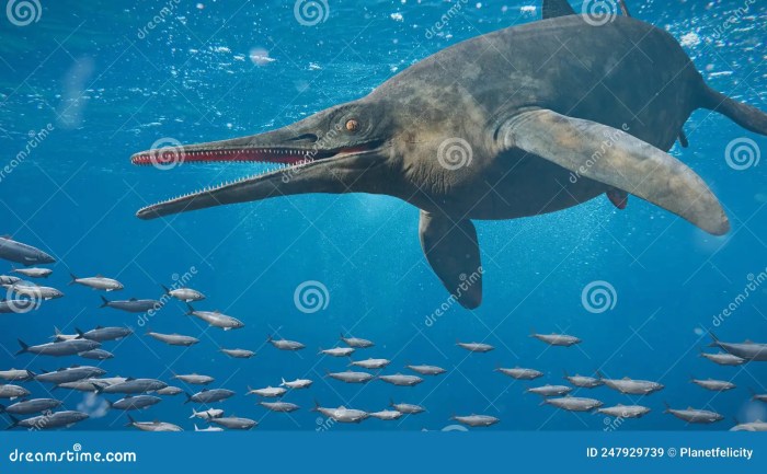 Fossils ichthyosaurus communis extinct marine reptile dinosaurs squid