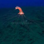 Deep sea mining hydrothermal vents japan precious metals rare species
