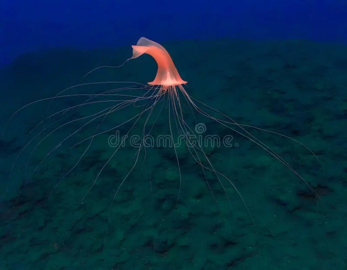 Deep sea mining hydrothermal vents japan precious metals rare species