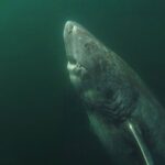 Greenland shark longest living vertebrates mammals science