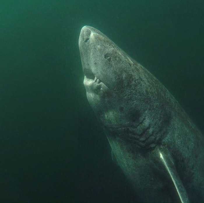 Shark greenland longest sharks gruesome vertebrate dating scientists danish involving proteins unravelled carbon Greenland shark longest living vertebrates mammals science