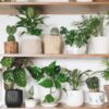 Indoor plants low light flowering stunning houseplants color