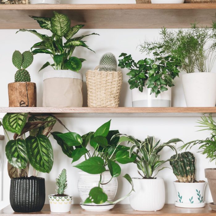 Indoor plants low light flowering stunning houseplants color Indoor plants low light flowering stunning houseplants color