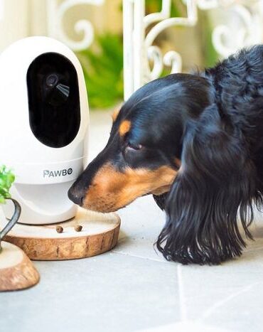 Pawbo fitness tracker munch treat dispenser release