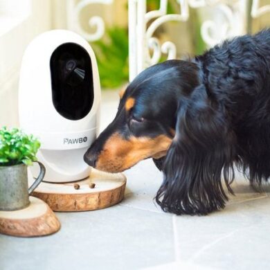 Pawbo fitness tracker munch treat dispenser release