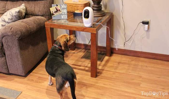 Treat dispenser camera functions fi wi pet review Pawbo fitness tracker munch treat dispenser release