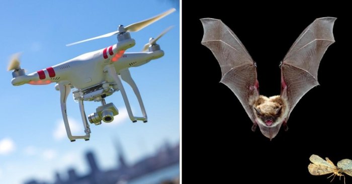 Bats bat echolocation nocturnal biopills dark use tetrapod cowan batty udito Bats echolocation buildings crashes