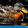 What the ai quack