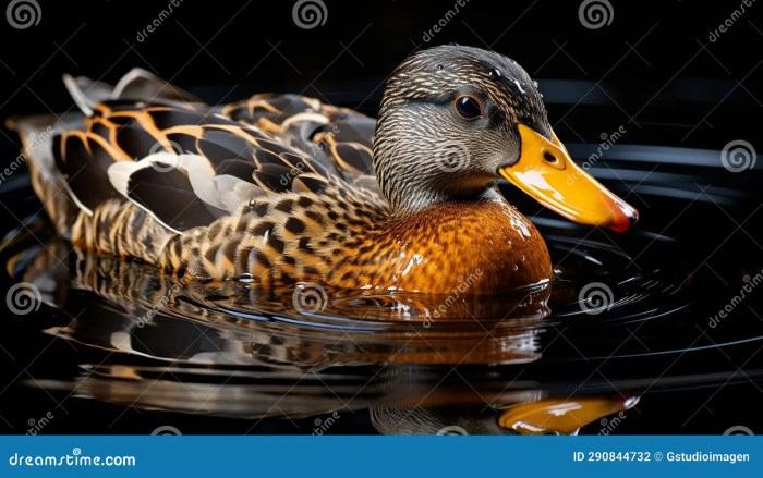 What the ai quack