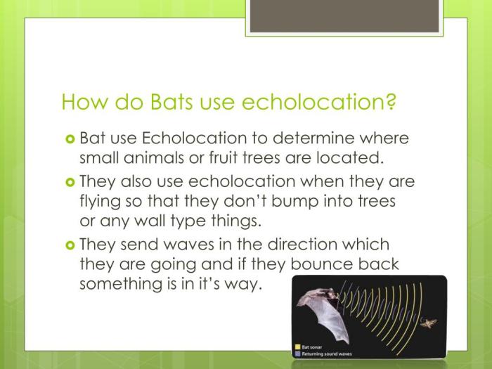 Bats echolocation buildings crashes