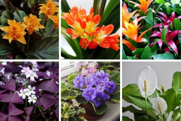 Save big on indoor gardening and houseplants this black friday