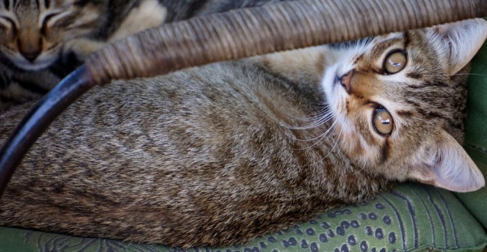 Google soli radarcat object recognition