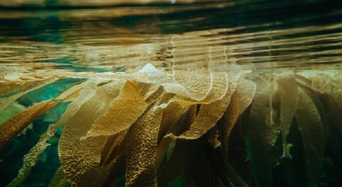 Methane bacteria greenhouse gases curb emit wait curbing changer australian common