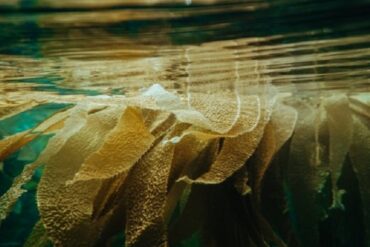 Methane bacteria greenhouse gases curb emit wait curbing changer australian common